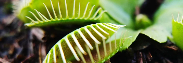 Nahaufnahme einer Venusfliegenfalle